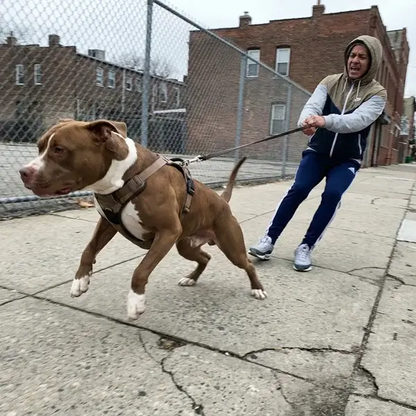 Los paseos con tu perro son una pesadilla
